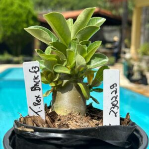 2302 29 Arabicum T. Rex Black F3