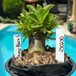 2302 30 Arabicum Brutus Black F3