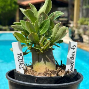 2302 36 Arabicum Poseidon Black F3