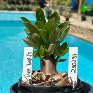 2302 37 Arabicum Thor Red F3