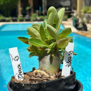 2302 39 Arabicum Zardok F3