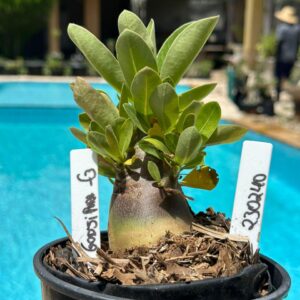 2302 40 Arabicum Godji Pura F3