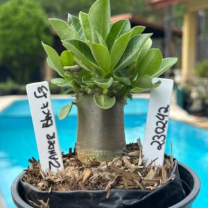 2302 42 Arabicum Zardok Black F3