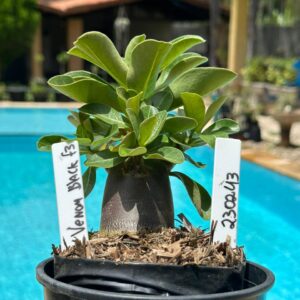 2302 43 Arabicum Venno Black F3