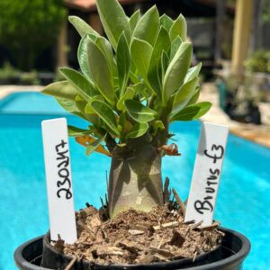 2302 47 Arabicum Brutus F3