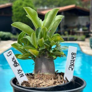 2302 48 Arabicum Nix Black F3