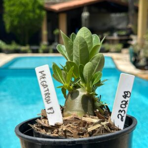 2302 49 Arabicum Megatron F3