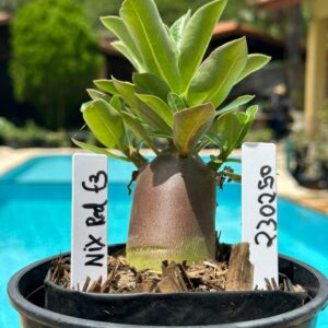 2302 50 Arabicum Nix Red F3