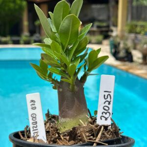 2302 51 Arabicum Godzila Red F3