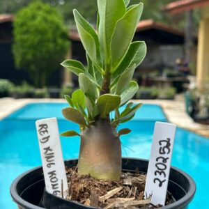 2302 52 Arabicum King Kong Red F3