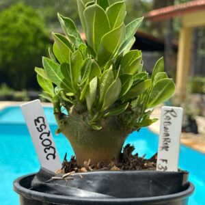 2302 53 Arabicum Ragnarok F3