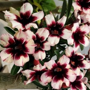 Podadinha - Rosa do Deserto Blessed