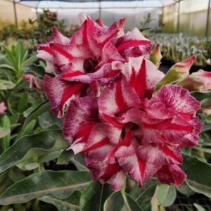 Podadinha - Rosa do Deserto CN 15