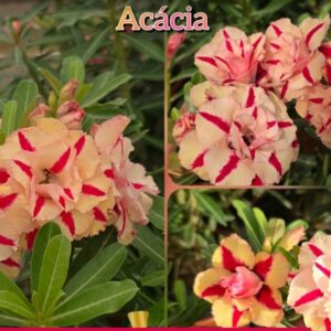 Podadinha - Rosa do Deserto Acacia