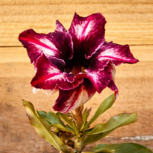 Podadinha - Rosa do Deserto C 68