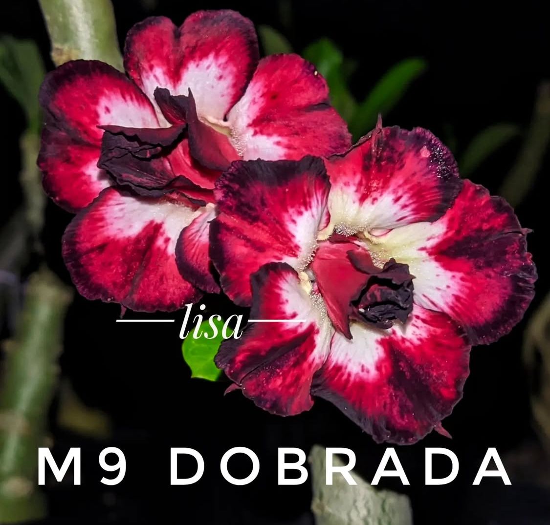 Podadinha - Rosa Do Deserto M9 Dobrada - Imagem 2