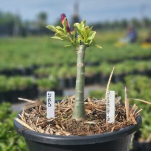 2302 09 Vaso 8 Litros Rosa do Deserto Céu estrelado Variegata