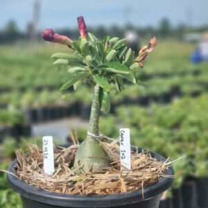 2302 11 Vaso 8 Litros Rosa do Deserto Canan 102