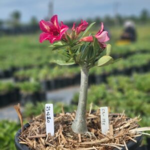 2302 10 Baobá Baby Canan 135