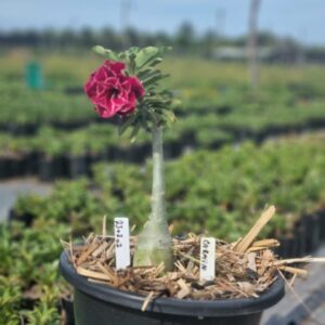 2302 01 Baobá Baby Carmin