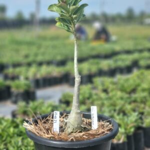 2302 13 Baobá Baby Ceu Estrelado