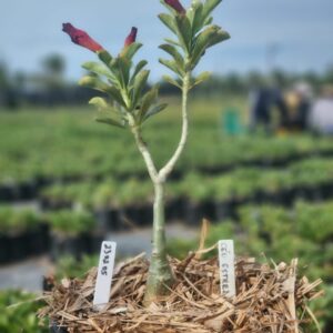 2302 05 Baobá Baby Ceu Estrelado