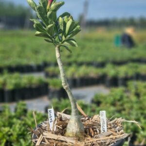 2302 02 Baobá Baby Ceu Estrelado