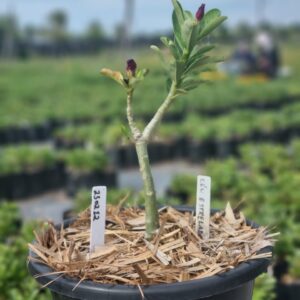 2302 12 Baobá Baby Ceu Estrelado