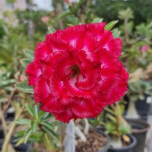 Podadinha - Rosa do Deserto Red Cliff