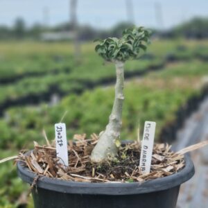 2302 17 Baobá Baby Bodedharma (Viveiro)