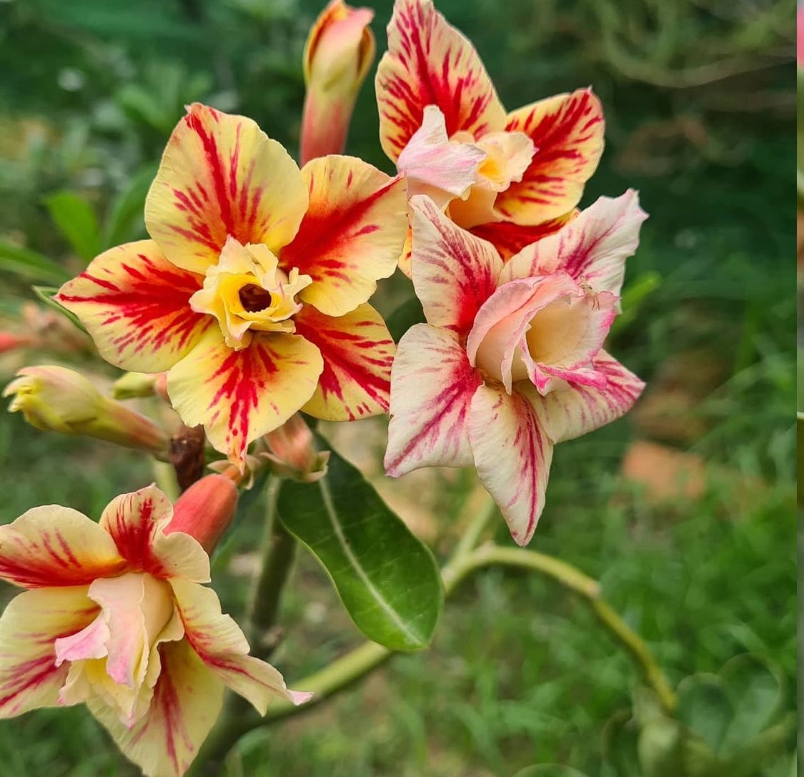 Podadinha - Rosa do Deserto Legacy Rose