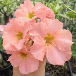 Podadinha - Rosa do Deserto Sleeping beauty