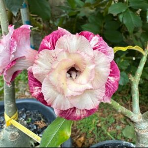 Podadinha - Rosa do Deserto Artemisia