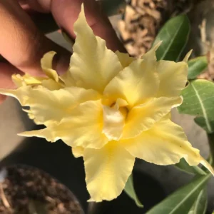 Avaria - Rosa do Deserto Fire