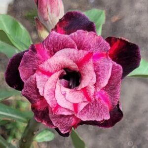 Podadinha - Rosa do Deserto Mustang