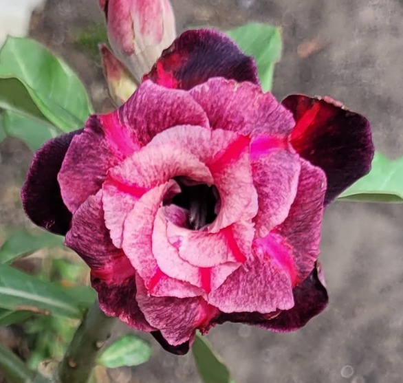 Podadinha - Rosa do Deserto Mustang