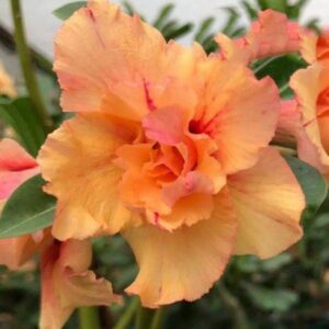 Podadinha - Rosa do Deserto Orange Lover