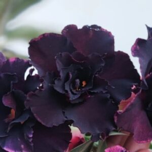 Podadinha - Rosa do Deserto TS44