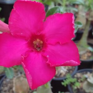 Podadinha - Rosa do Deserto Mana Roa