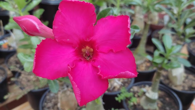 Podadinha - Rosa do Deserto Mana Roa