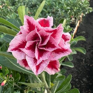 Podadinha - Rosa Do Deserto LM 2