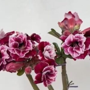 Podadinha - Rosa do Deserto Cone Flower