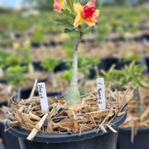 2602 07 Vaso 8 Litros Rosa do DesertoTerrace 2 - (Viveiro)