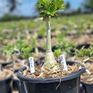 2602 08 Vaso 8 Litros Rosa do Deserto Cake Tower - (Viveiro)