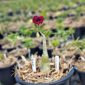 2602 10 Baobá Baby Coca Cola - (Viveiro)