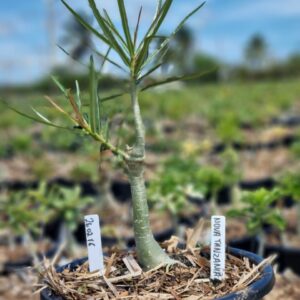 2602 16 Baobá Baby Nova Tanzania - (Viveiro)