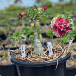 2602 15 Baobá Baby Carmin - (Viveiro)