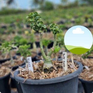 2602 11 Vaso 8 Litros Rosa do Deserto Bodedharma - (Viveiro)