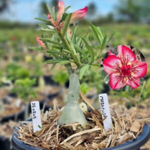 2602 09 Vaso 8 Litros Rosa do Deserto Maracuja  - (Viveiro)