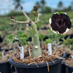 2602 06 Vaso 8 Litros Rosa do Deserto Lua Negra - (Viveiro)